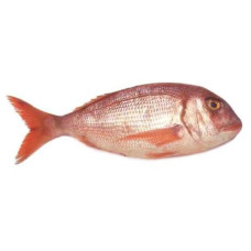 Sea bream 